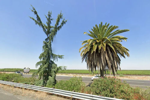 The Palm and the Pine (GSV)