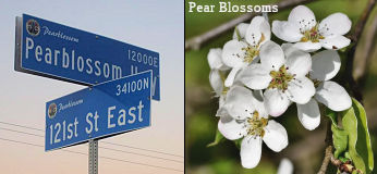 Pearblossom Highway